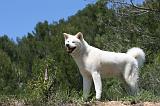 AKITA INU 379